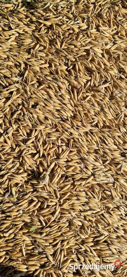 Owies certyfikat ekologiczny Zboża Przywidz