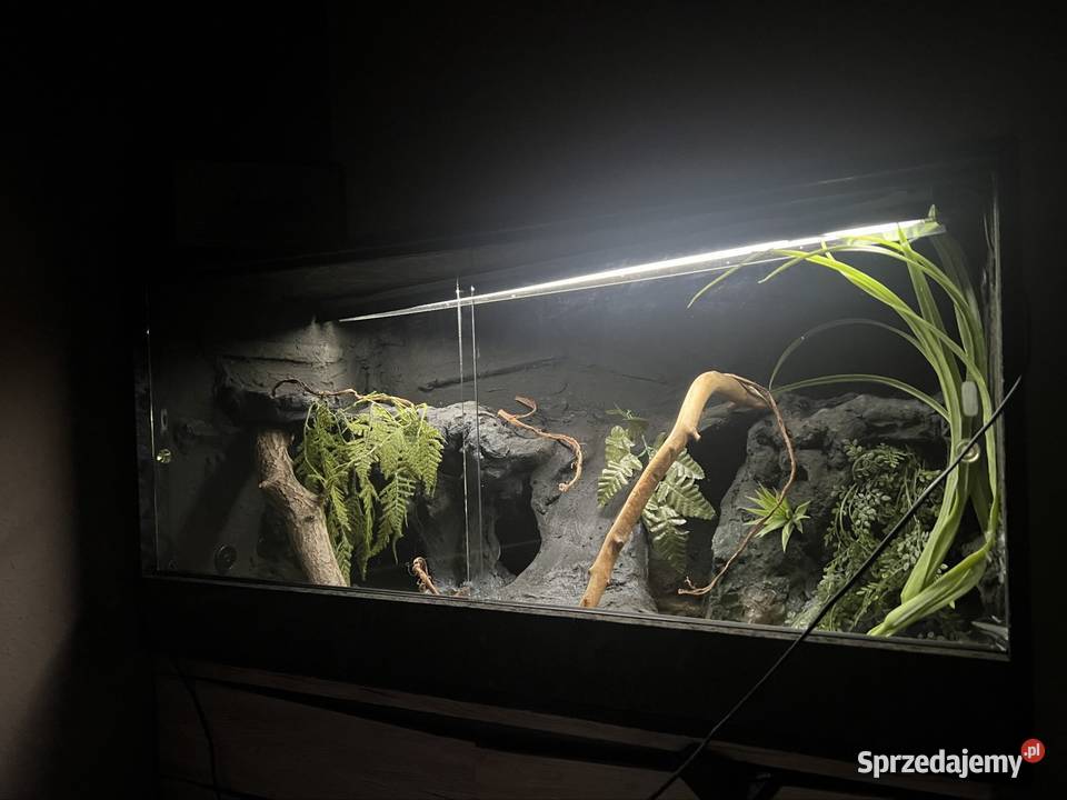 Terrarium 120x60x60 gotowe agamy sprzedam