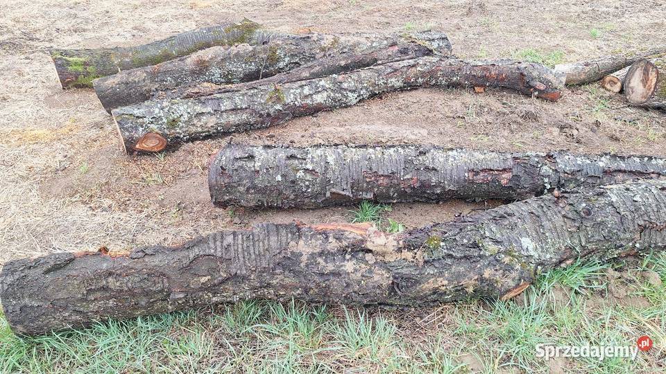 Czereśnia kłody Tarnów