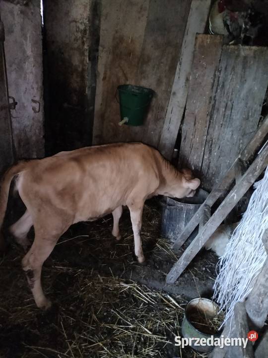 Cielisia Jersey Różanka sprzedam