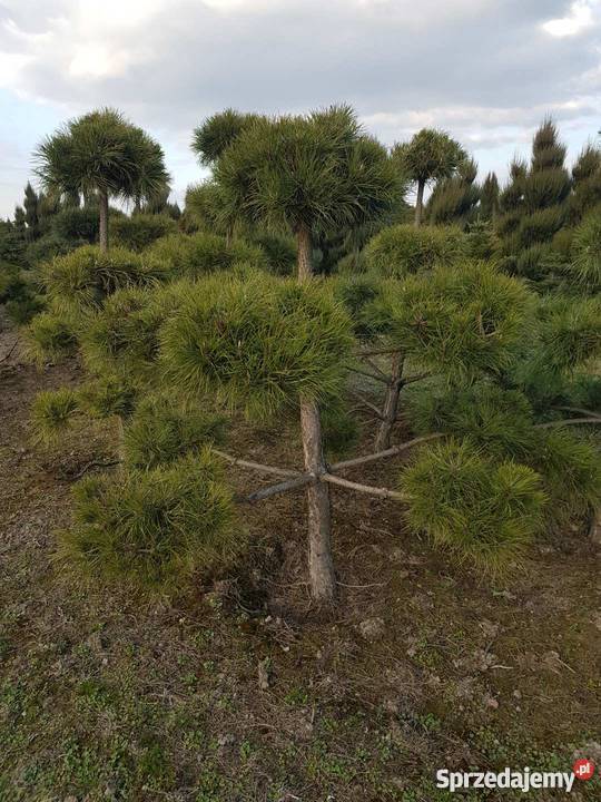 BONSAI z Sosny Czarnej HIT łódzkie Rydzyny