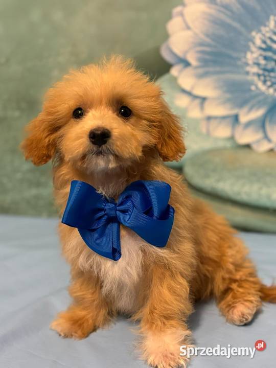 Maltipoo chłopiec f1 Pozostałe Ełk