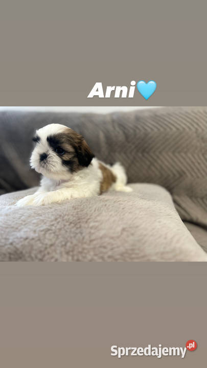 Szczeniaki Shih Tzu z Rodowodem mazowieckie Bobrowiec sprzedam