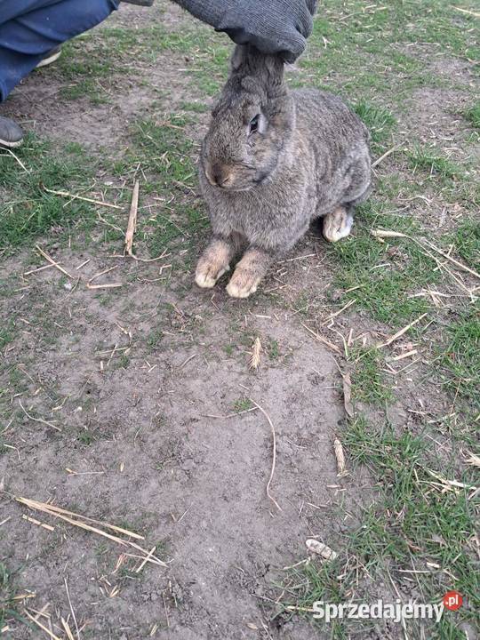 Król Olbrzym Belgijski 05 roczny Sanniki