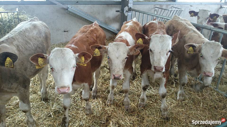 Byczki simental 100 Pozostałe sprzedam
