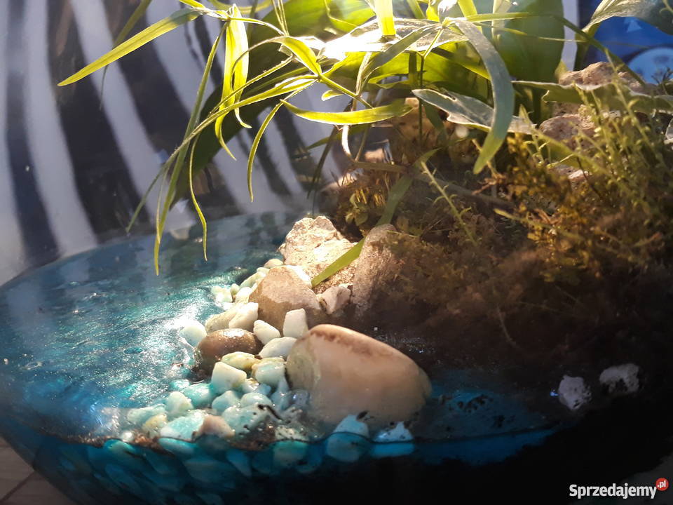 Las w szkle Rajska Wyspa Gdańsk