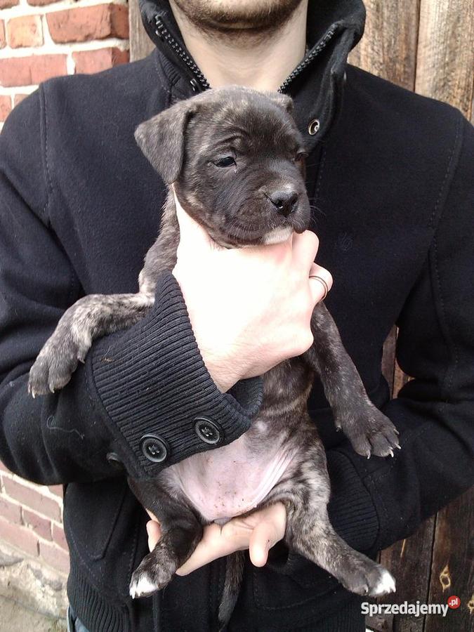 PITBULL AMSTAFF SZCZENIETA 8 tyg Zwierzęta łódzkie Szadek