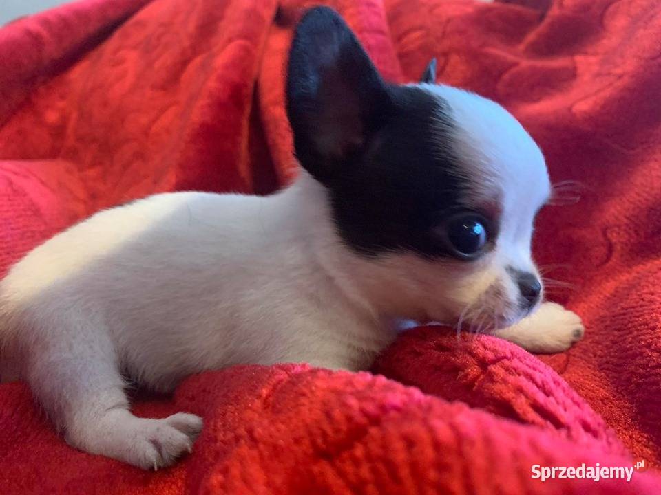 ŚLICZNE CHIHUAHUA krótkowłose piesek mini z