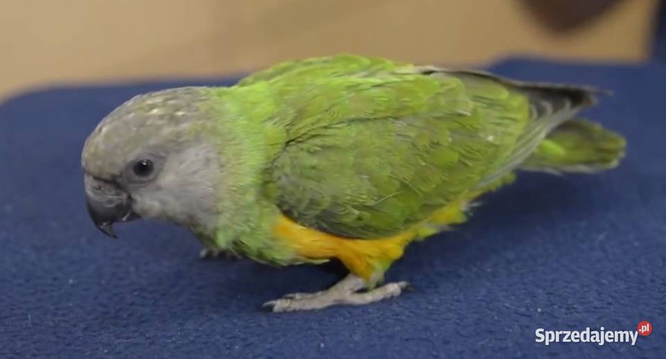 SENEGALKA AFRYKAŃSKA SAMICA 25