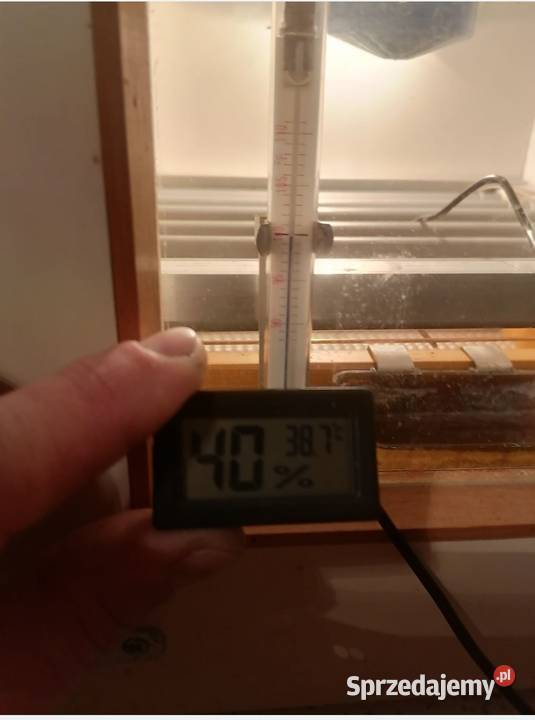 Inkubator Ptaki mazowieckie