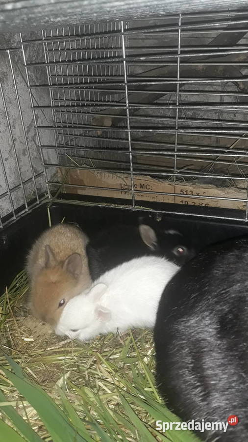 Kroliki teddy Pozostałe Szczucin