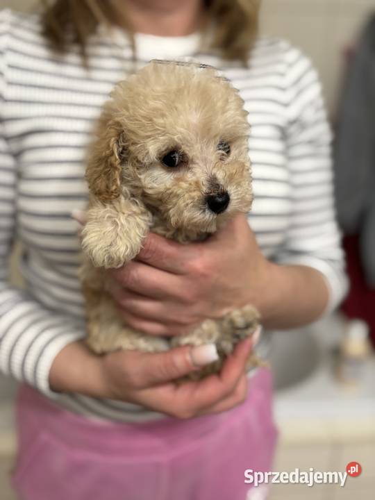 Pudel Toy radosny piesek z rodowodem Lublin