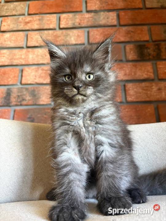 Maine Coon Orion Maine Coon