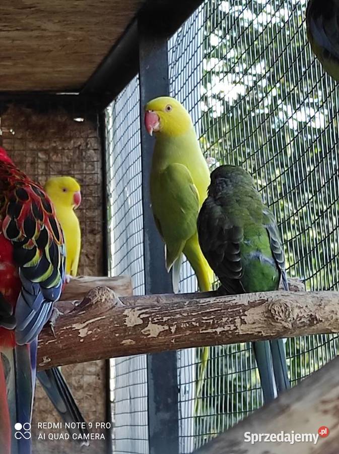 Sprzedam Aleksandretty świergotki i inne ptaki sprzedam