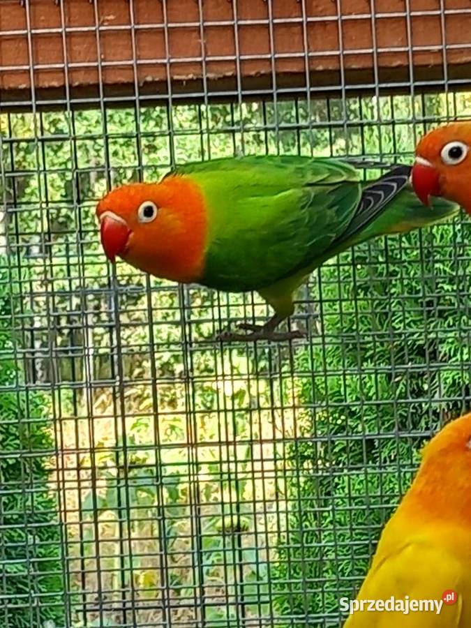 Papugi zmienią wolierę Pilawa sprzedam