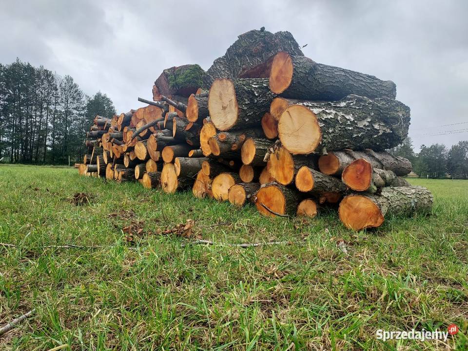 Sprzedam drewno opałowe kujawsko-pomorskie Skrwilno
