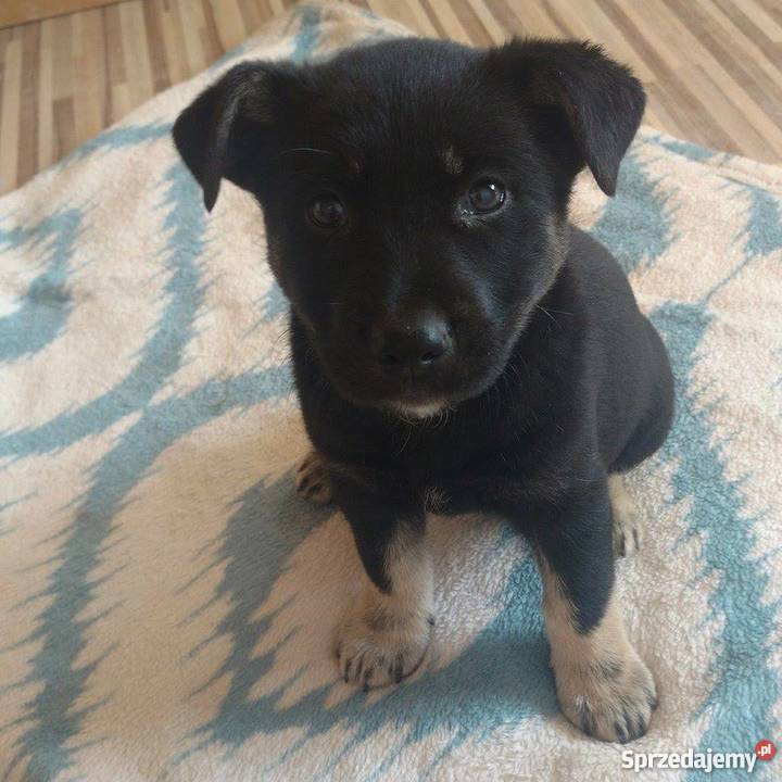 Szczeniaki owczarek niemiecki mix