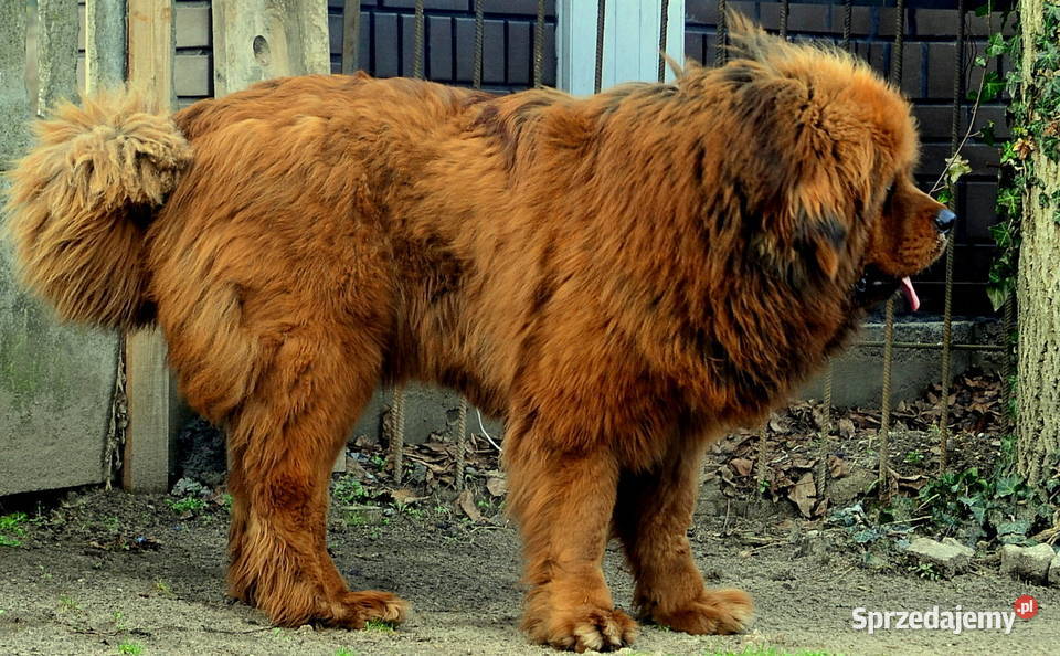 Mastif tybetański FCI Malanów