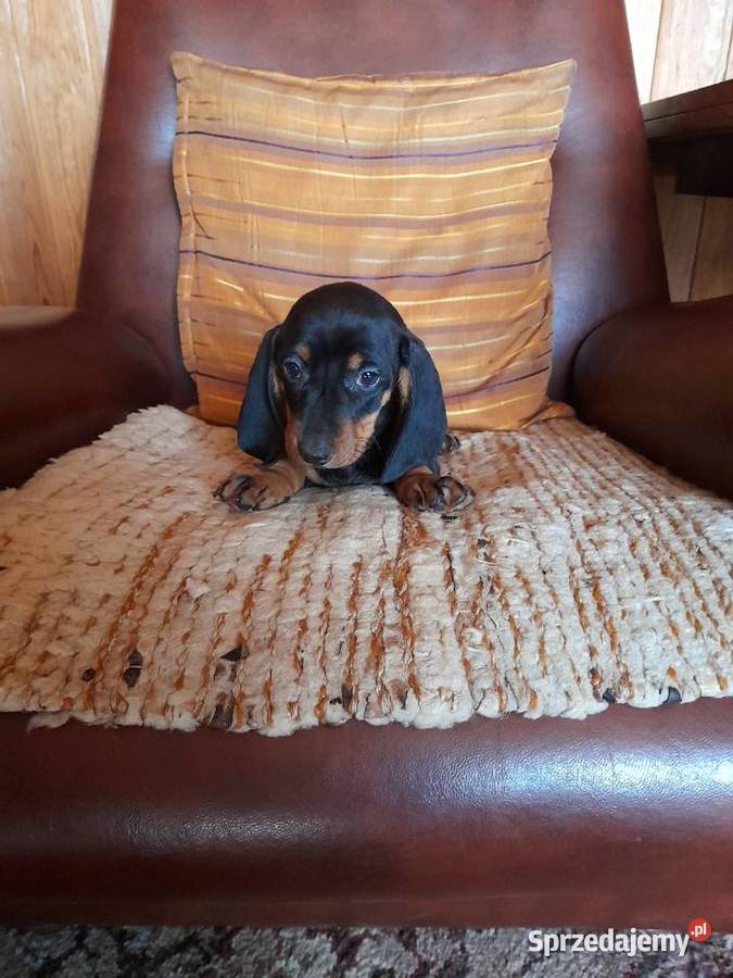 Jamnik krótkowłosy podlaskie