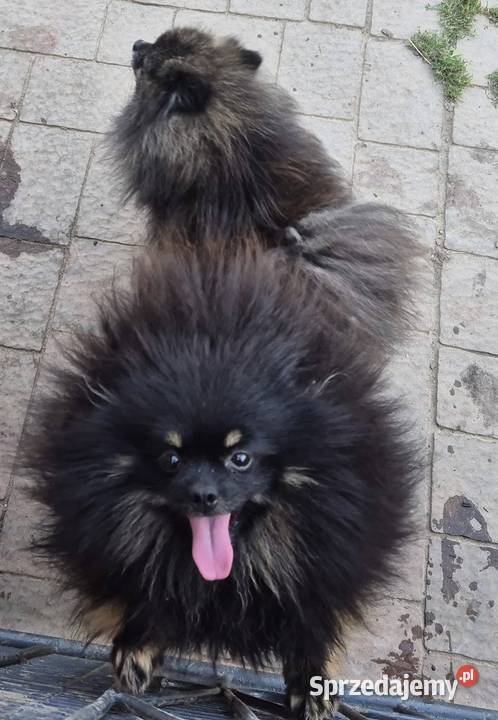 Suczka pomeranian 2 lata Radom