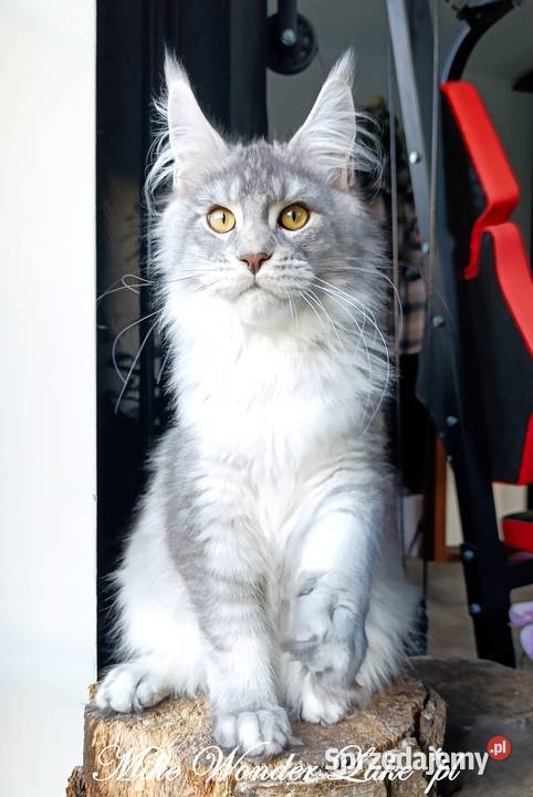 Czarny srebrzysty tikowany Maine Coon hodowlany Gdańsk sprzedam