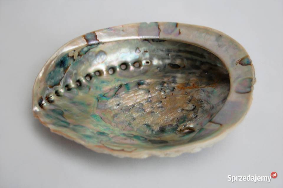 Muszla Abalone Paua lubelskie Lublin