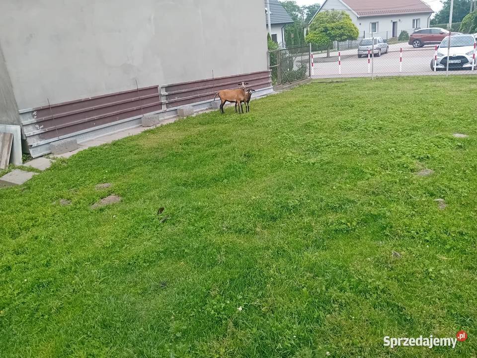 Owce barany kameruńskie Wawrzeńczyce sprzedam