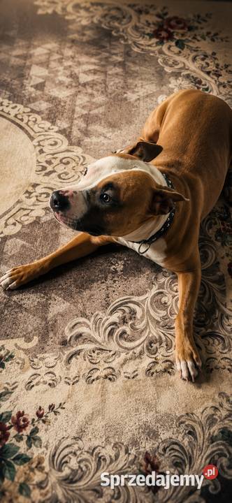 Piękne amstaffy blue Amstaff mazowieckie