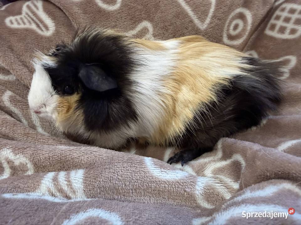 świnka morska cavia domowa SAMICA Koszyce Wielkie