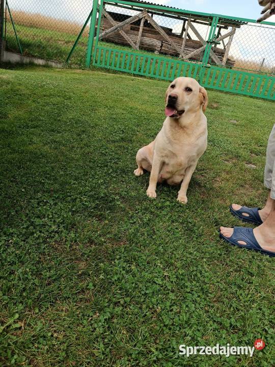 Sprzedam szczeniaki rasy labrador z metryką Grybów sprzedam