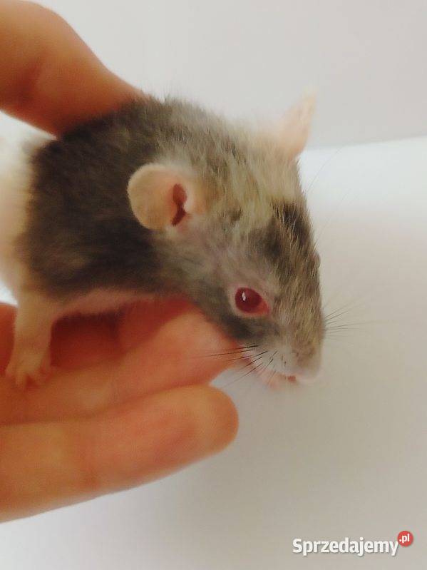Szczury samce do domu