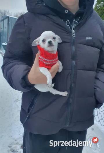 Chihuahua Cziłała cudny biały piesek Dyzio