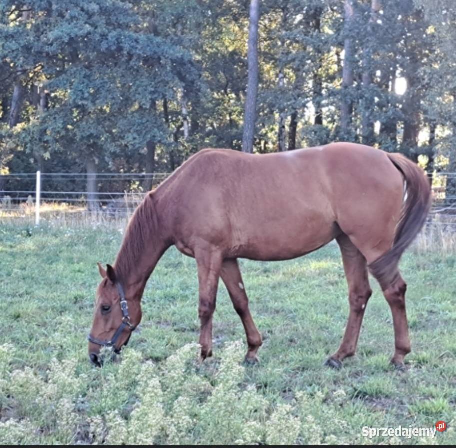 Klacz Rodzinna Bomboodporna Łęczyca sprzedam