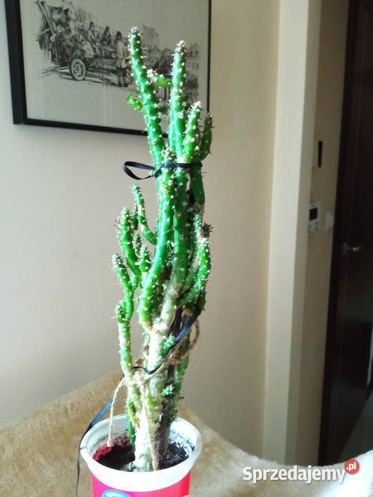 Cylindropuntia subulata sukulent ten i inne Białystok