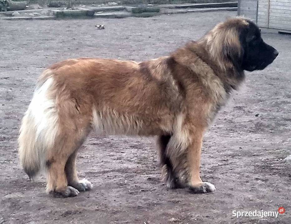 Leonberger szczenięta z hodowli Pozostałe Zwierzęta wielkopolskie Nekla