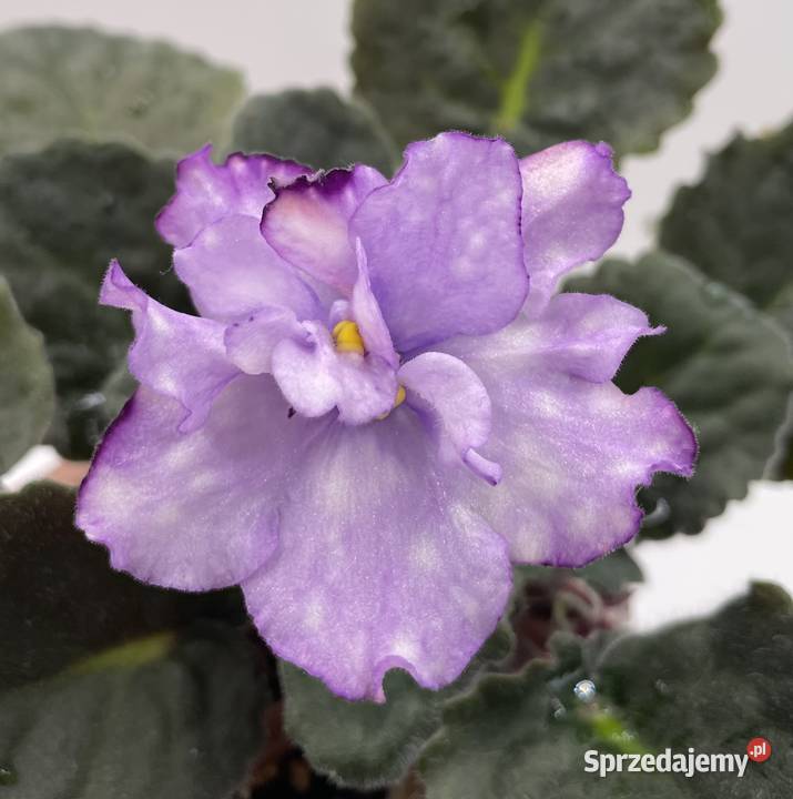 Fiołek afrykański kwitnąca sadzonka Jędrzejów