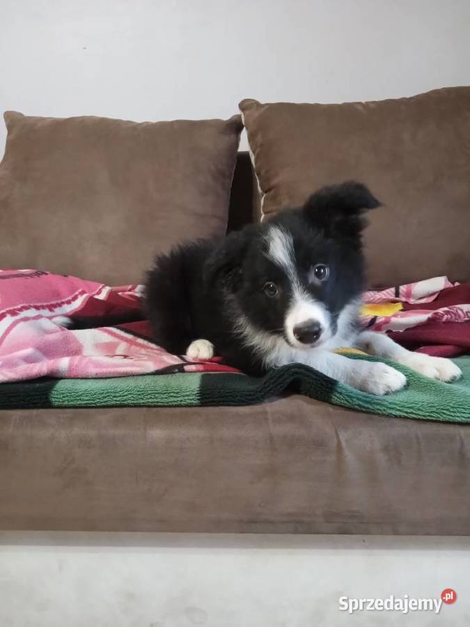 Boder collie Nowe Rybie