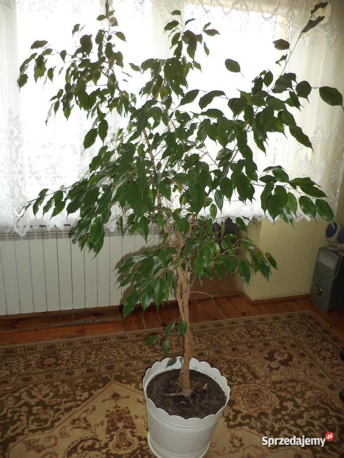 Dwa Beniaminki i Fikusa Dolany