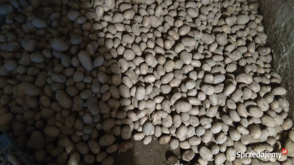 Sadzeniaki odmiana Marabel Wronów