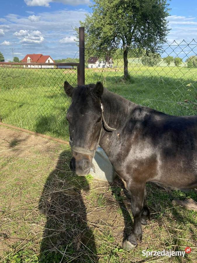 Kucyk aurora ma 4 lata Konie Mierczyce