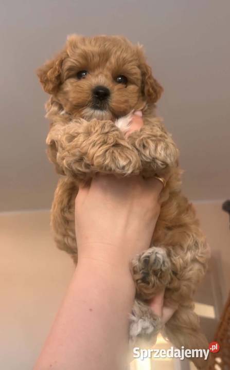 Malitipoo Miedźno