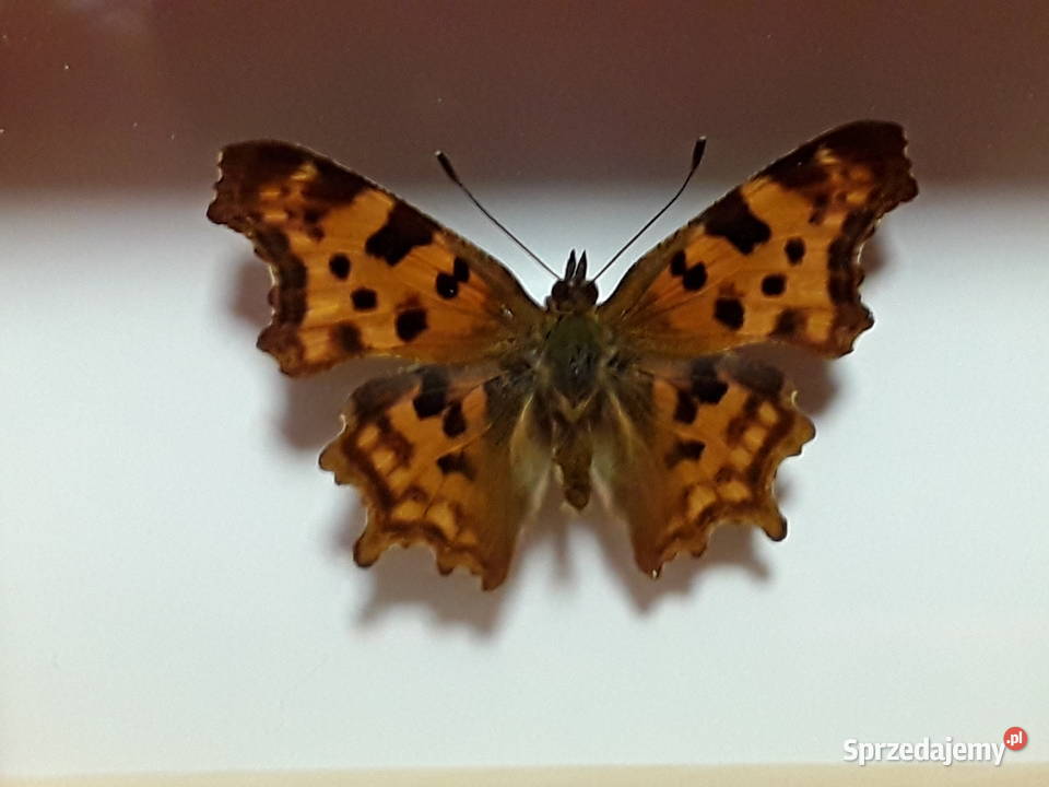 Motyl w ramce 10 x 8 Polygonia calbum L Szczecin