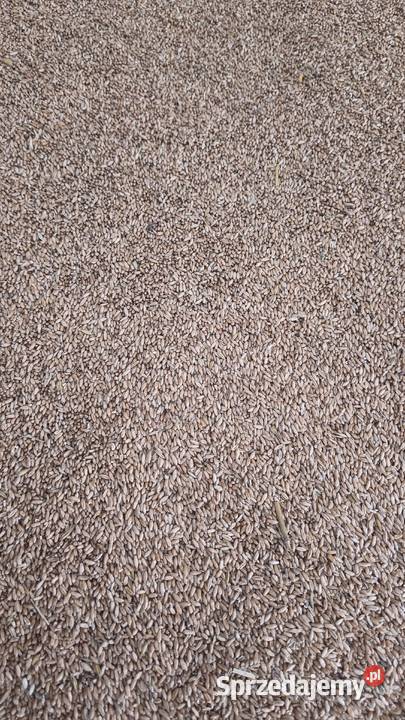 Pszenżyto świętokrzyskie Jędrzejów