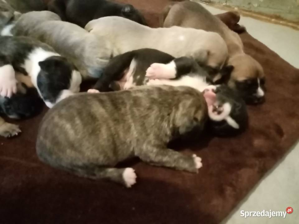 SUCZKA MARENGO śląskie Dąbrowa Górnicza