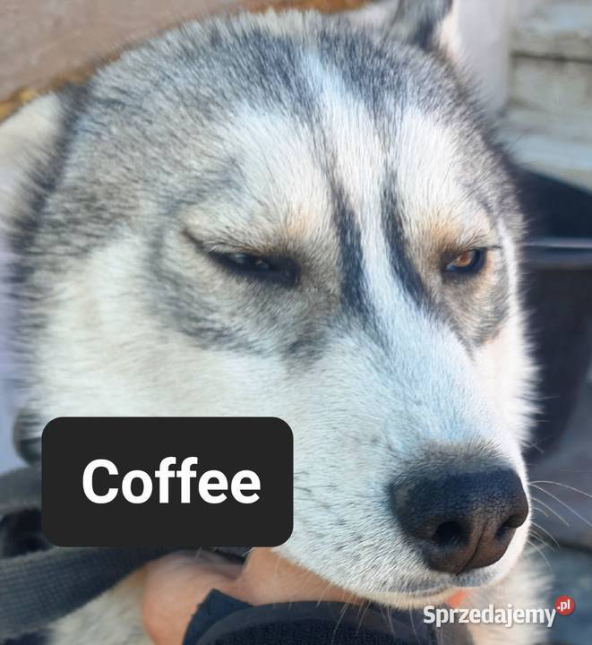 Suczki rasy syberian husky