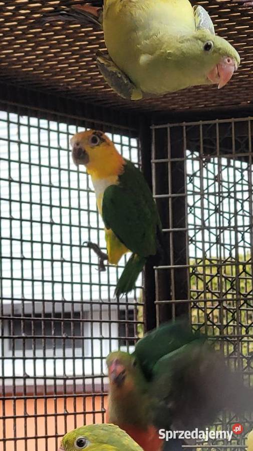 Barwinka białobrzucha Bydgoszcz