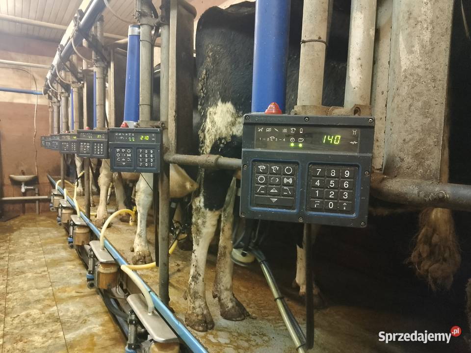 Hala udojowa de laval rybia ość 2x7 stacja Kościerzyna