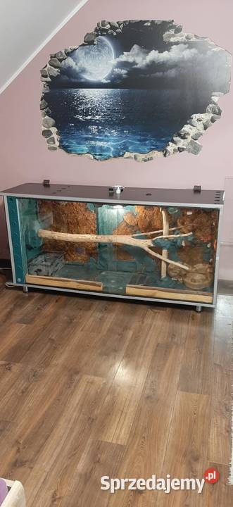 Boa constrictor salmon Grodzisk Mazowiecki