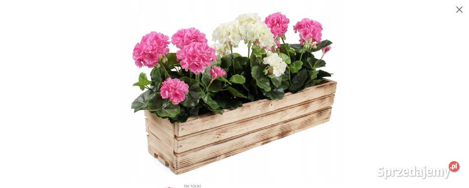 PELARGONIE ŻYWE Dekoracje i ozdoby podkarpackie Straszęcin