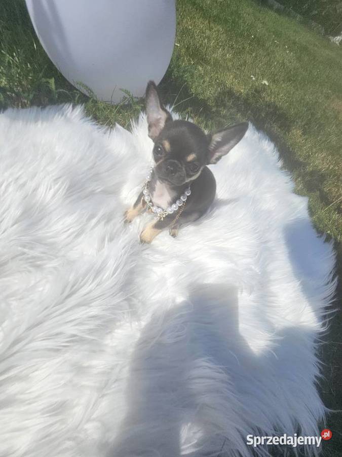 Mini dziewczynka chihuahua 11 tyg sprzedam
